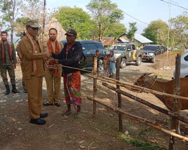 Bupati TTU Serahkan Bantuan 23 Ekor Sapi Program TERASA di Desa Naekake A