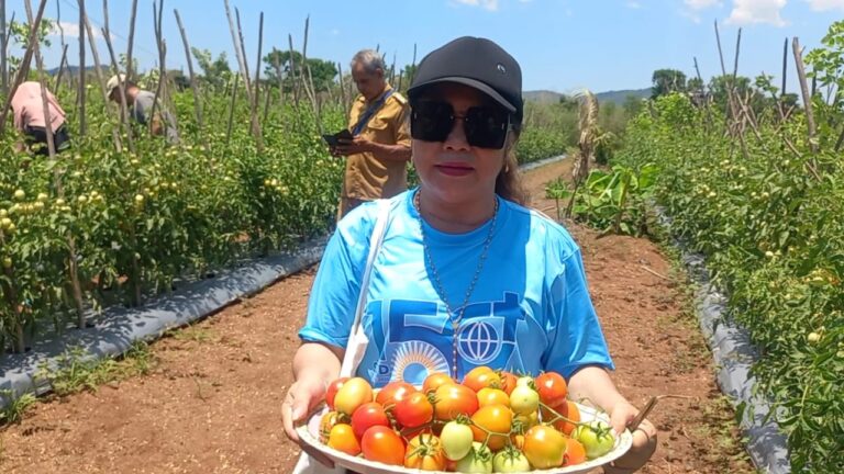 Istri Plt. Bupati TTU dan SVD Timor Panen Tomat Perdana