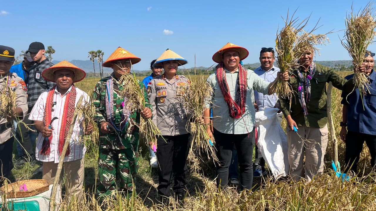 Bupati TTU Panen Simbolis di Oekopa, Produksi Capai 7 Ton per Hektare