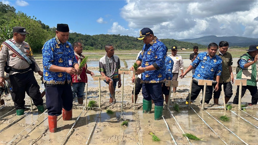 Bupati TTU Lakukan Tanam Padi Simbolis di Desa Maurisu, Dukung Program Ketahanan Pangan